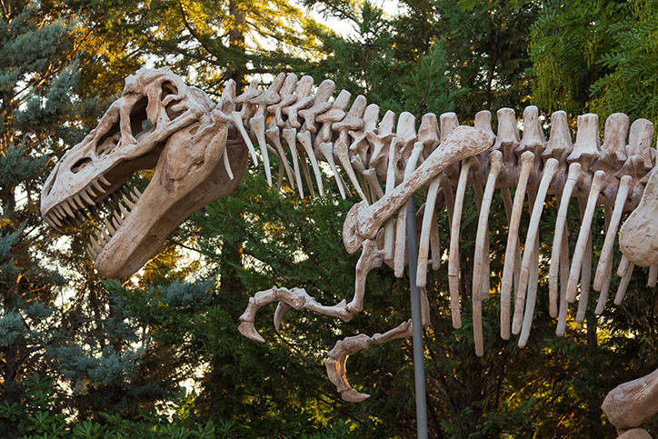 Pregnant T. Rex unearthed